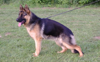 Kutyákat vittek el a rablók