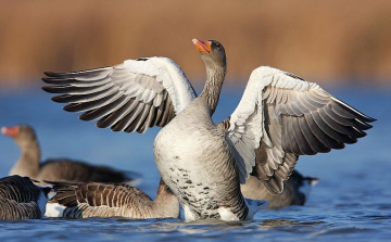 Megérkeztek a telelésből a vízimadarak