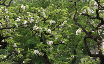 Legyen az akác hungarikum
