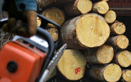 Bíróság előtt a fatolvaj