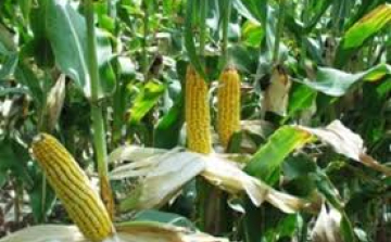 Résen volt a mezőőr