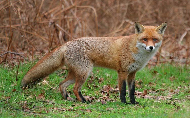 Belterületen is levadászhatják a rókákat Rétságon