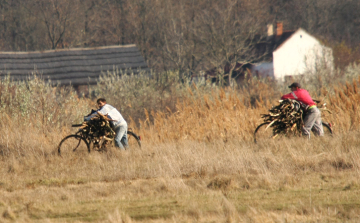 Bíróság előtt a fém- és fatolvaj