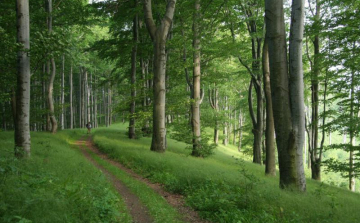 Pályáztat az egyesület