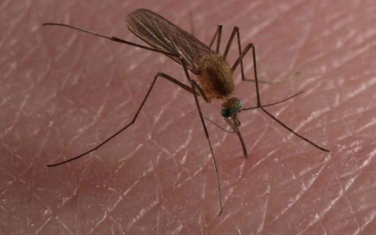 Az Ipoly-mentén is gyérítik a szúnyogokat a héten