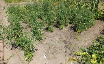 Zöldséget és fűrészt lopott