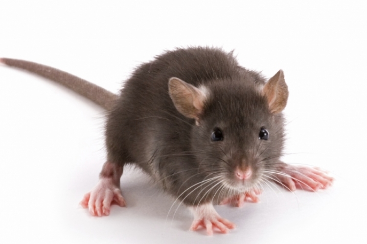 A patkányok felismerik a tbc-t?
