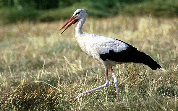 Nemtiből Kenyáig repült a jeladós fehér gólya