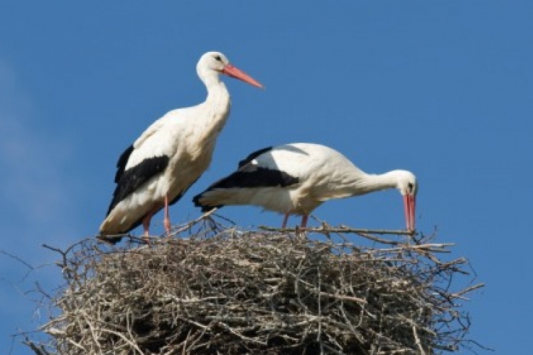 Dél-Afrikáig jutott két jeladós fehér gólya, másik kettő itthon telelt