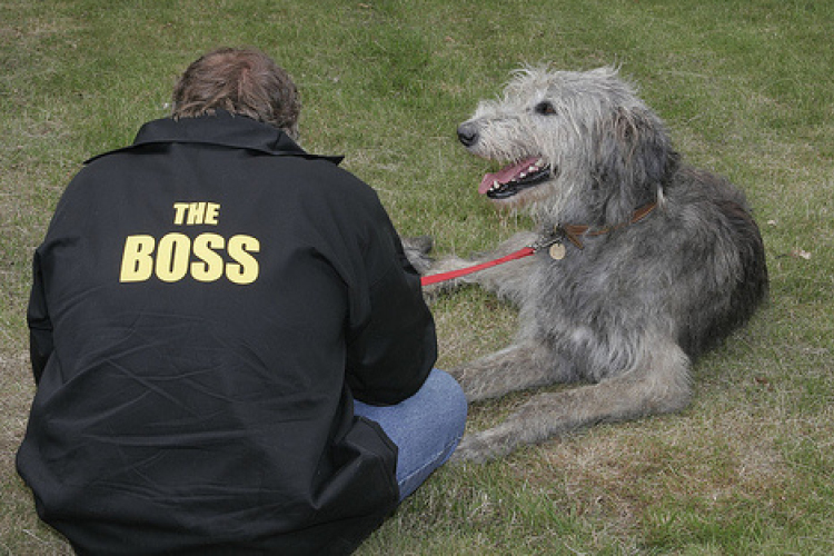 Kutyaidomítás: A kutyasuttogó módszer - Pontosan mit is jelent?