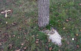 Kisállattemető létesül Losoncon