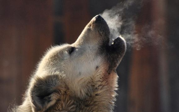 Kutya jelezte a betörést