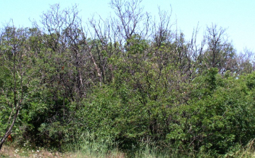 Fapusztulás a Mátrában