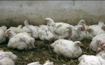 Sóshartyánban állattartókat is képeznek