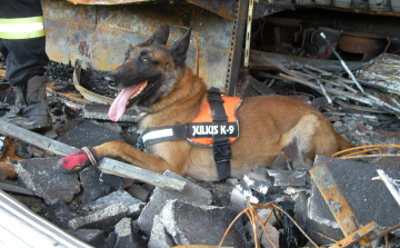 Szügyi mentőkutyások sikere