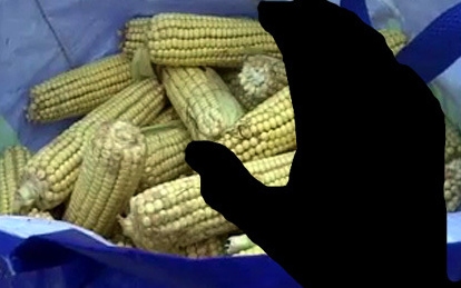 Kukoricát lopott az idős ember