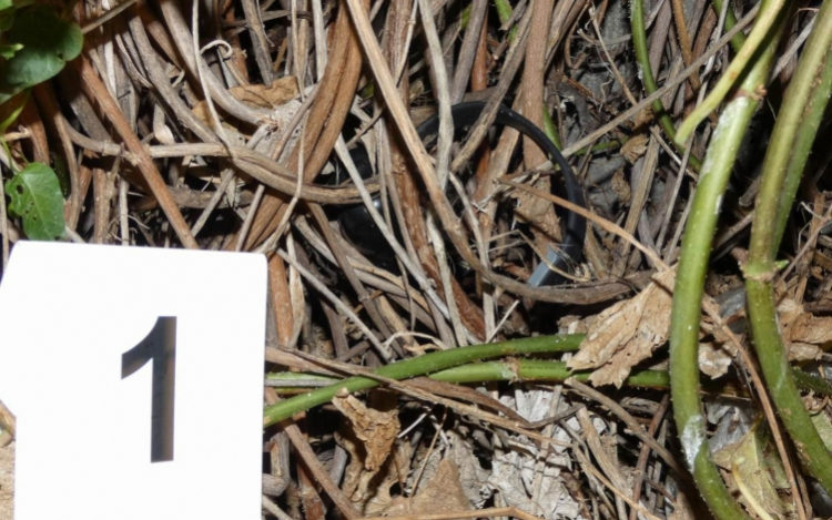 Levágta lábáról a nyomkövető eszközt