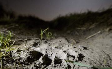 Európai barnamedve járt Etes közelében