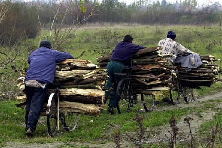 Fát lopott, fogdára került