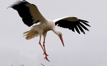 Gólyafészkeket mérnek fel országszerte