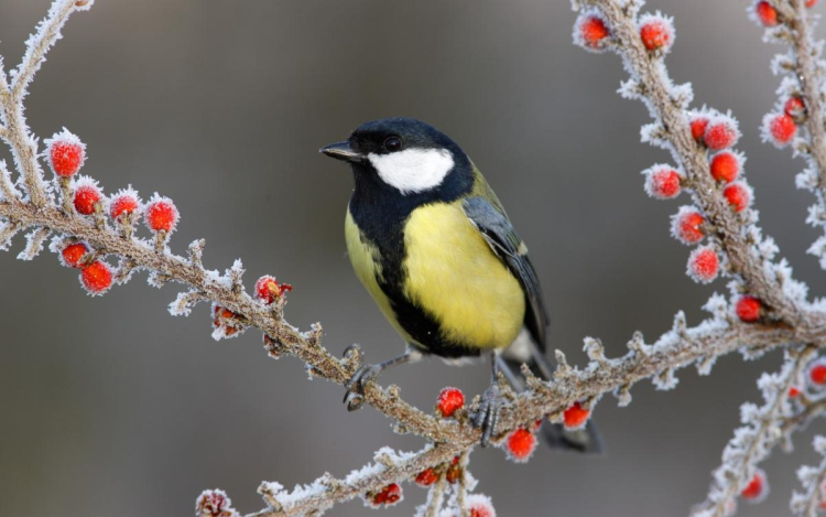 IDŐJÁRÁS - Szerda és csütörtök - Fagyos reggel, napos délután