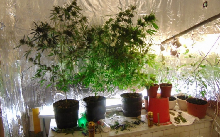 Vadkendert termesztett a diósjenői férfi