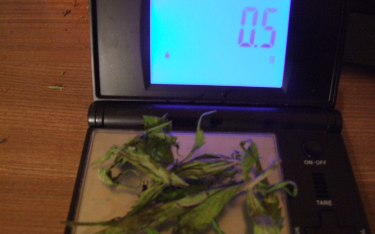 Kábítószergyanús növényeket birtokolt