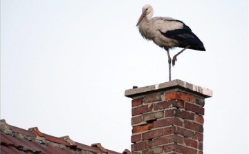 Előkészítik a fehér gólyák fészkelését Nógrád megyében