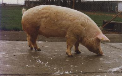 Tájékoztatják a megyei szakembereket a sertések PRRS-mentesítéséről