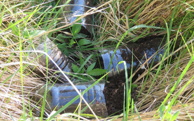 Kertben termesztette a kábítószert, elfogták