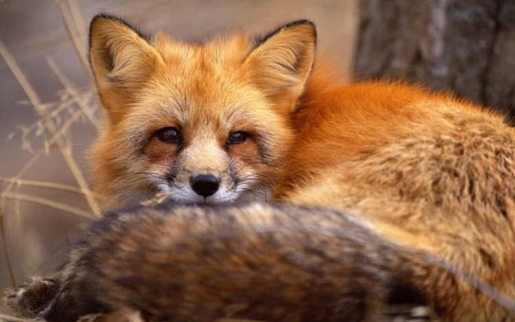 Levadásszák a rókákat Rétságon