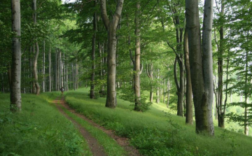 Kisiskolások vetélkedője a természetről