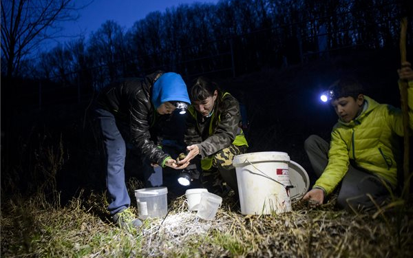 Békamentés az Ipoly árterében