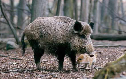 Újabb vaddisznórekord Nógrádban