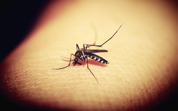 Miért dagad fel és viszket a szúnyogcsípés?