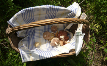 Eltévedtek a gombázók