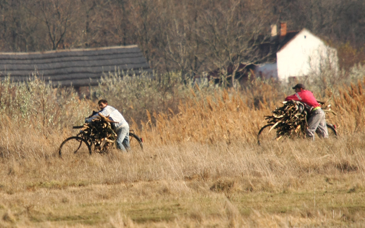 Bíróság előtt a fém- és fatolvaj