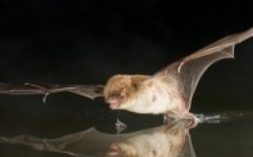 Denevérek éjszakája lesz szombaton Felsőtárkányban