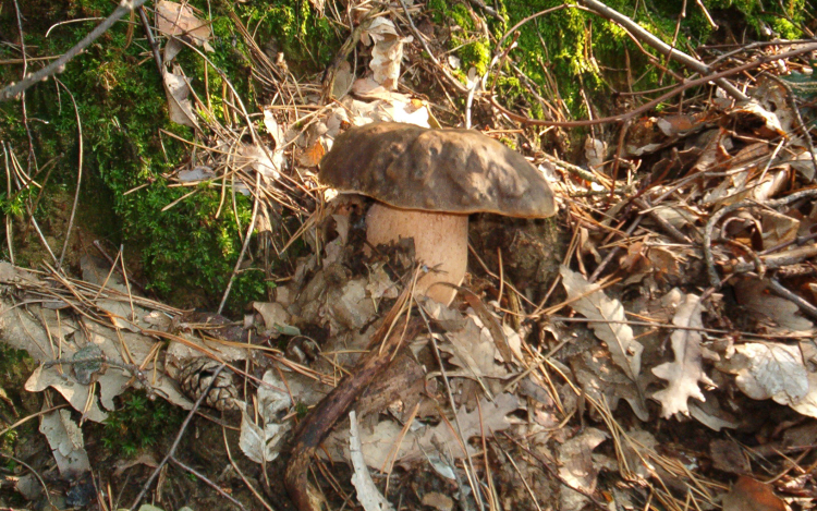 Újabb gombázó tévedt el