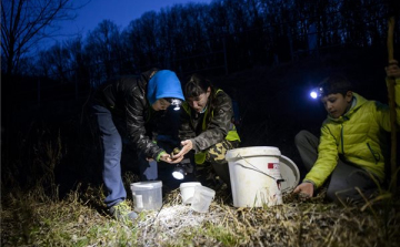 Békamentés az Ipoly árterében