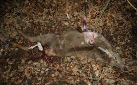 Őrizetben az orvvadász