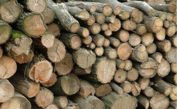 Engedély nélkül lopták az akácfát