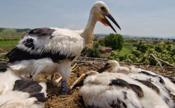 Nógrádi fészkekbe kerültek a nagyhalászi gólyafiókák