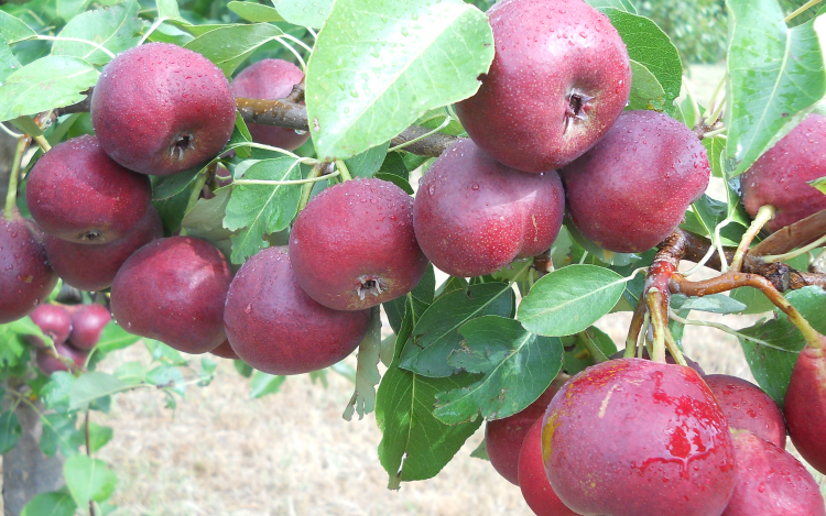 Egészségmegőrzés Ecsegen