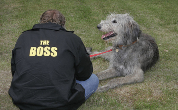 Kutyaidomítás: A kutyasuttogó módszer - Pontosan mit is jelent?
