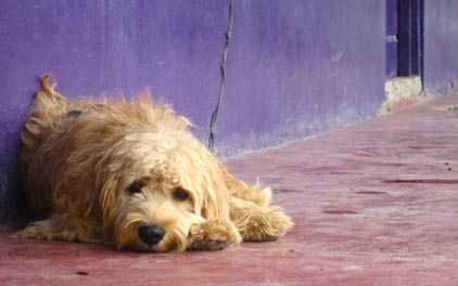 Mi lehet az Ön szerepe az állatvédelemben, ha kóbor állatot talál?