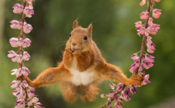 A VILÁG LEGVICCESEBB ÁLLATFOTÓIT gyűjtöttük össze olvasóinknak