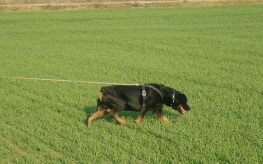 Rambó kiszagolta a tettest