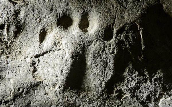 Újabb ősállatok nyomai kerültek elő Ipolytarnócon