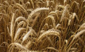 Megyénkben is gyűjtik a búzát
